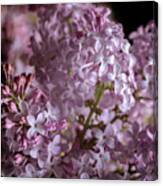 Lilac Bouquet Ii Canvas Print