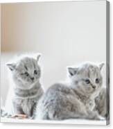 Litter Of Kittens In Home. British Shorthairs #1 Canvas Print