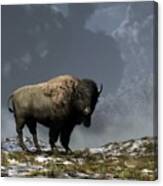 Lonely Bison #1 Canvas Print