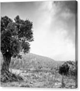 Lonely Olive Tree And Stormy Cloudy Sky #1 Canvas Print