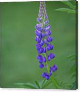 Graceful Lupine Canvas Print