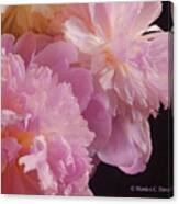 M Shades Of Pink Flowers Collection No. P66 #2 Canvas Print