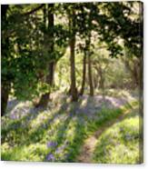 Magical Path Through Norfolk Bluebell Forest With Early Morning Sunrise Canvas Print