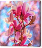 Magnolia Bloom 4 Canvas Print