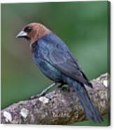 Male Cowbird #1 Canvas Print