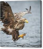 Male White-tailed Eagle #1 Canvas Print