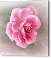 Miniature Rose Ii #1 Canvas Print