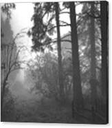 Misty Trail #1 Canvas Print
