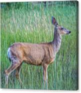 Montana Red Deer Doe Grazing In Field #1 Canvas Print