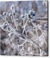 Morning Frost #1 Canvas Print