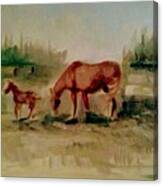 Morning Pasture #1 Canvas Print