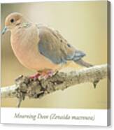 Mourning Dove, Animal Portrait #1 Canvas Print