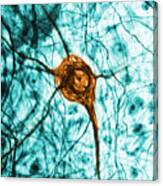 Neuron, Tem Canvas Print