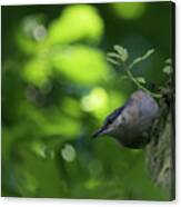 Nuthatch #1 Canvas Print