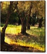 Old Olive Grove #1 Canvas Print