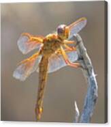 Dragonfly 5 Canvas Print