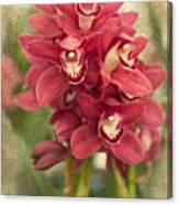 Orchid #1 Canvas Print