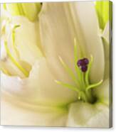 Oriental Lily Flower #1 Canvas Print