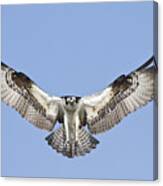 Osprey In Flight Canvas Print