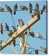 Pigeons On A Telephone Pole #2 Canvas Print