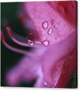 Pink Droplet #1 Canvas Print