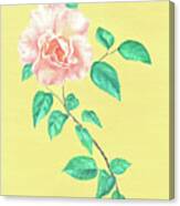 Pink Rose #2 Canvas Print