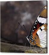 Plain Tiger Butterfly #1 Canvas Print