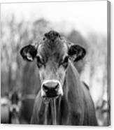 Portrait Of A Dairy Cow In The Rain Stowe Vermont Canvas Print