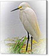 Portrait Of A Snowy Egret #1 Canvas Print