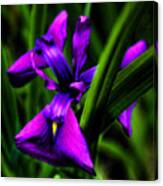 Purple Flower #1 Canvas Print