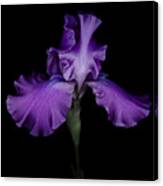 Purple Iris #1 Canvas Print