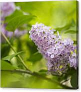 Purple Lilac #1 Canvas Print