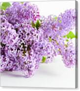 Purple Spring Lilac Flowers Blooming #1 Canvas Print