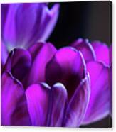 Purple Tulips 1 #1 Canvas Print