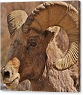 Ram #1 Canvas Print