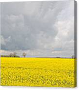 Rapeseed Field #1 Canvas Print