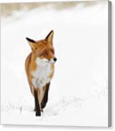 Red Fox In A White Winter Wonderland #1 Canvas Print