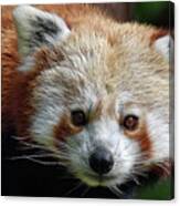 Red Panda #1 Canvas Print