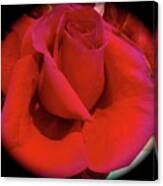 Red Rose #2 Canvas Print