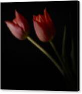 Red Tulips #1 Canvas Print