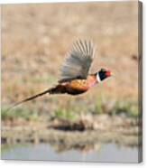 Ring Necked Pheasant On The Wing #1 Canvas Print