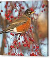 Robin.. #1 Canvas Print