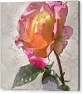 Rosa, 'glowing Peace' #1 Canvas Print