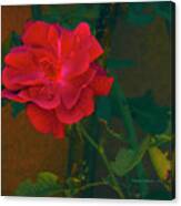 Rose  #1 Canvas Print