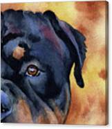 Rottweiler #4 Canvas Print