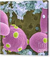 Saccharomyces Cerevisiae Sem #1 Canvas Print