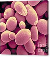 Saccharomyces Cerevisiae Yeast #1 Canvas Print