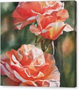 Salmon Colored Roses #1 Canvas Print