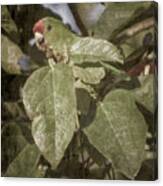 Scarlet-fronted Parakeet Palacio Del Barbas Filandia Colombia #1 Canvas Print