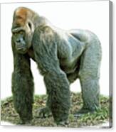 Silverback #1 Canvas Print